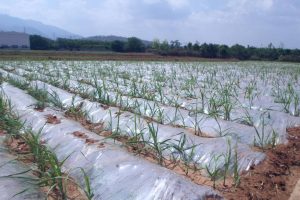 Polythene Mulch 04 Polythene Mulch 04